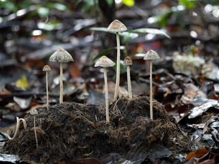 Close up of elephant dung mushroom