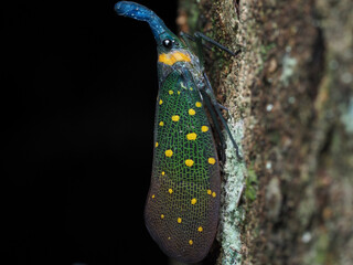 Close up of Lantern Bug (Fulgora lampestris) in Danum Valley, Sabah, Borneo, Malaysia.
