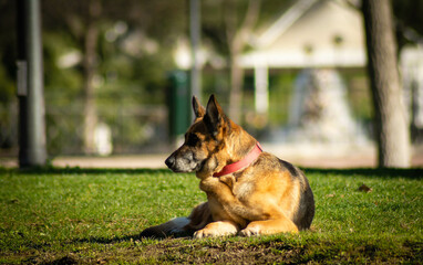 Obraz premium pastor aleman