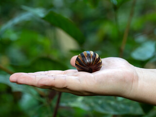 Hand holding a curling Giant Pill Millipede scientific name Sphaerotheriida Zephroniidae