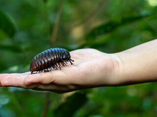Hand holding a crawling Giant Pill Millipede scientific name Sphaerotheriida Zephroniidae
