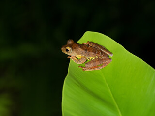 Harlequin tree frog on a leaf. The frog belongs to Rhacophrus Pardalis (Rhacophoridae) Danum Valley Sabah Borneo Malaysia