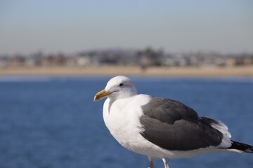 Fototapeta na wymiar Seagull on the pier