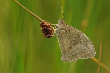 Closeup on a Meadow brown butterfly, Maniola jurtina , hiding in the grass in hte morning with closed wings