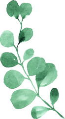 Obraz premium Watercolor eucalyptus branch.