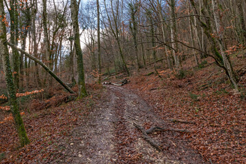 Country road with traces of branches