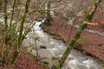 Stream in the fast flowing forest after the rains