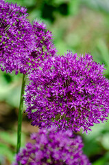 Colorful flowers