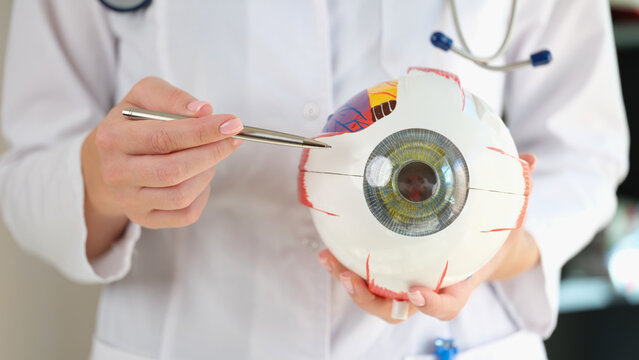 Close up of ophthalmologist holds anatomical model of human eye.