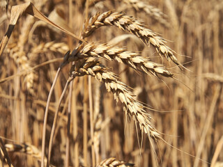 Ripening ears of yellow wheat field, close-up photo of nature. The idea of a rich harvest, world food security.
