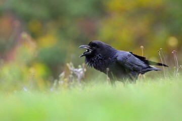 Common raven, corvus corax, calling on grassland in summertime nature. Dark bird sitting on meadow in summer. Black feathered animal with open beak on field.
