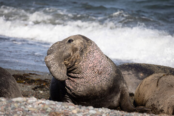 Bashful Elephant Seal