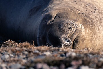 Sleeping Elephant Seal
