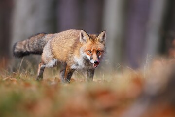 Naklejka na ściany i meble Red fox, vulpes vulpes, approaching on dry grassland in autumn nature. Orange predator with tongue out coming closer on meadow. Furry mammal licking on field.