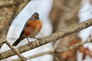 American robin perched on limb on sunny day with blue sky and blurry background. 