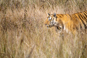 Fototapeta na wymiar Amazing closeup of a beautiful wild tiger