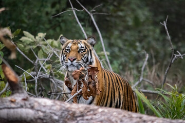 Amazing closeup of a beautiful wild tiger