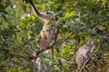 Amazing close-up of a small group of wild langurs.