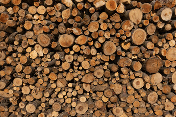 Tree trunks as a background.