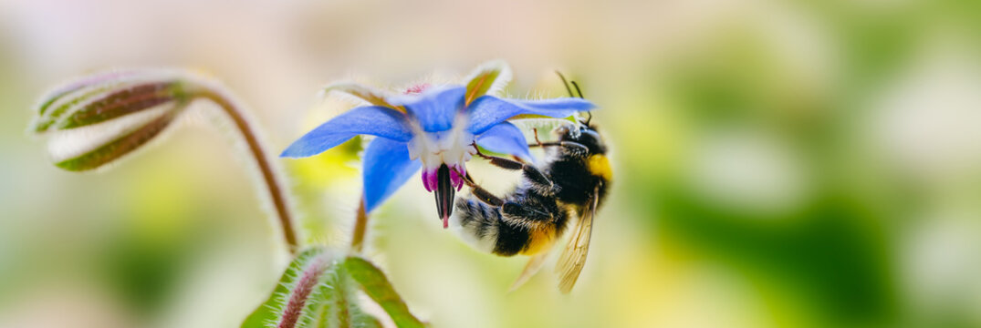 Buffalo tailed bumblebee Bombus terrestris taking nectar from Borago officinalis. Summer nature backrgound