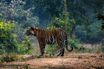 Obraz premium Amazing closeup of a beautiful wild tiger