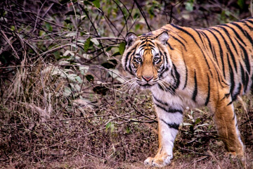 Amazing closeup of a beautiful wild tiger