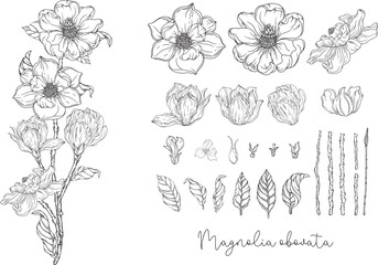 Black and white graphics. White magnolia. Vector illustration. Botanical illustration.