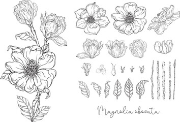 Black and white. White magnolia. Vector illustration. Botanical illustration. Flower Wreath