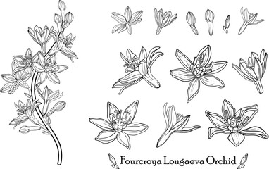 Fourcroya Longaeva Orchid. Graphic flowers Graphic. Vector flowers.