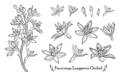 Fourcroya Longaeva Orchid. Graphic flowers Graphic. Vector flowers.