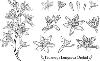 Fourcroya Longaeva Orchid. Graphic flowers Graphic. Vector flowers.