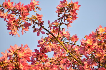 red leaves against blue sky, tree pink flowers