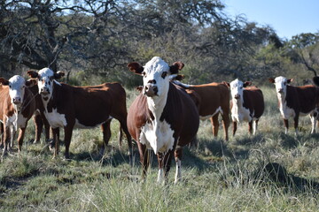 cows in a field, cows on the farm
