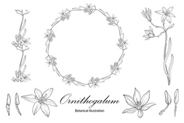 Botanical illustration, flower compositions, flower wreaths. Black and White Graphics