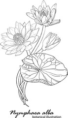 White lily, floral arrangement. botanical illustration. Lily