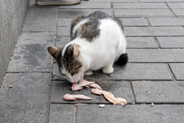 Homeless cat eating meat in a street in Istanbul, Turkey