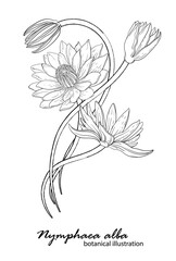 White lily, floral arrangement. botanical illustration. Lily