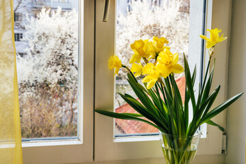 Yellow spring flowers narcissus on windowsill against white blossoming plum trees