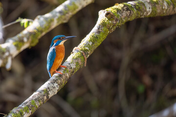 Blue colored kingfisher in spring sits on branch