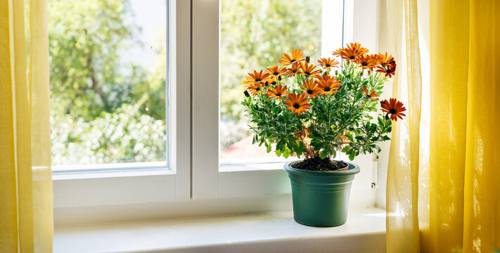 View of orange osteospermum flowers in a pot on the windowsill. Cosy summer interior background