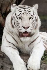 White tiger portrait rare colored