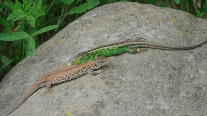 Lacerta agilis lizard male approaching female in the wild