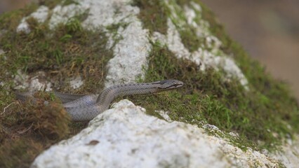 Small smooth snake (Coronella austriaca) defending when hand trying to catch it