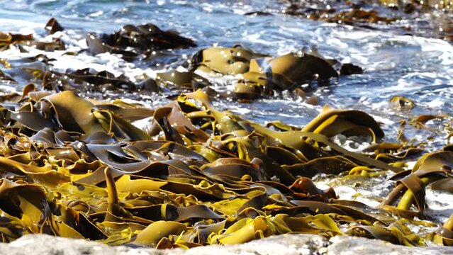 Bull kelp seaweed growing on rocks. Edible sea weed ready to harvest in the ocean
