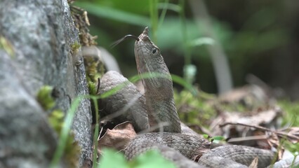 Horned viper head up waiting the prey for ambush attack