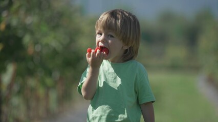 Little child eating raspberries from the fingers