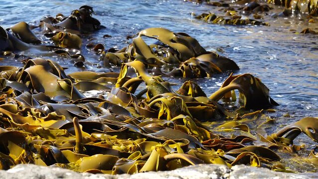 Bull kelp seaweed growing on rocks. Edible seaweed ready to harvest in the ocean