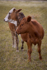 Fototapeta na wymiar two brown and white cows standing in front showing their profile. Vertical photo of field cattle.