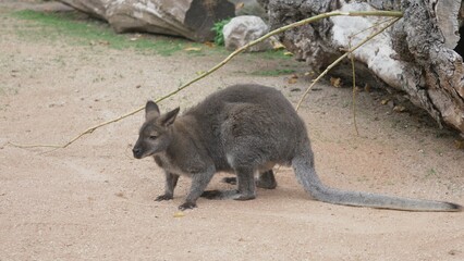 Single cute grey kangaroo (Macropus fuliginosus) resting © MEDIAIMAG