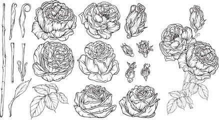 Hand-drawn floral set, a collection of roses